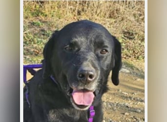 Labrador Alois 57 cm geb. 05/2015 ist ein toller Familienhund