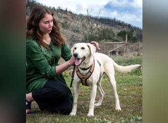 Brownie – ein aktiver Senior mit Charme