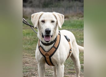 Brownie – ein aktiver Senior mit Charme Brownie – ein aktiver Senior mit Charme