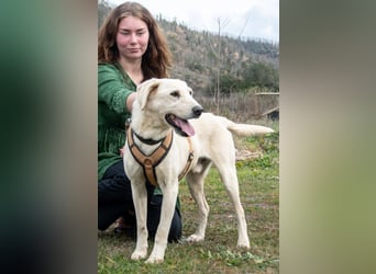 Brownie – ein aktiver Senior mit Charme