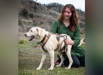 Brownie – ein aktiver Senior mit Charme Brownie – ein aktiver Senior mit Charme