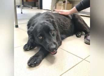 Kinga befürchtet in Tierheim alt zu werden