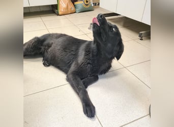 Kinga befürchtet in Tierheim alt zu werden