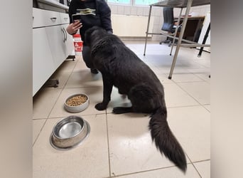 Kinga befürchtet in Tierheim alt zu werden