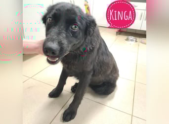 Kinga befürchtet in Tierheim alt zu werden