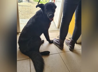 Kinga befürchtet in Tierheim alt zu werden