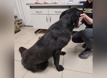 Kinga befürchtet in Tierheim alt zu werden