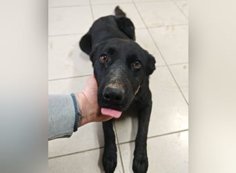 Kinga befürchtet in Tierheim alt zu werden