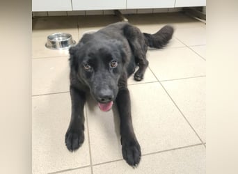 Kinga befürchtet in Tierheim alt zu werden