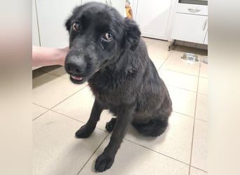 Kinga befürchtet in Tierheim alt zu werden