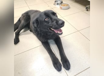 Kinga befürchtet in Tierheim alt zu werden