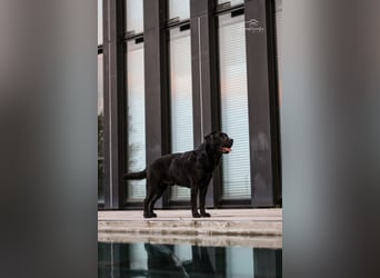 27-fach freier Labrador Retriever Deckrüde / GRSK / DOK / Stud dog