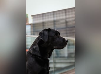 27-fach freier Labrador Retriever Deckrüde / GRSK / DOK / Stud dog