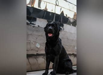 27-fach freier Labrador Retriever Deckrüde / GRSK / DOK / Stud dog