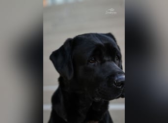 27-fach freier Labrador Retriever Deckrüde / GRSK / DOK / Stud dog