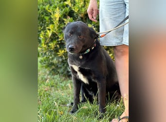 Akita-Labrador Mix Hugo