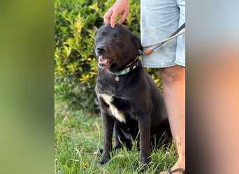 Akita-Labrador Mix Hugo