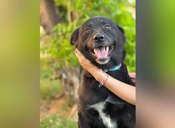 Akita-Labrador Mix Hugo