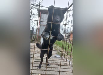 Akita-Labrador Mix Hugo