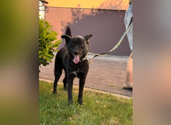 Akita-Labrador Mix Hugo