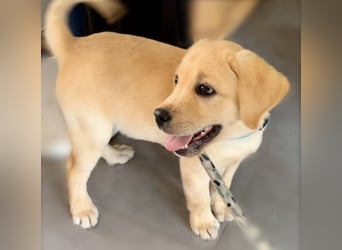 Goldig gelber Labrador-Rüde sucht noch ein liebevolles Zuhause