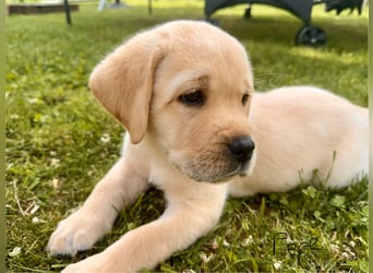 Goldig gelber Labrador-Rüde sucht noch ein liebevolles Zuhause