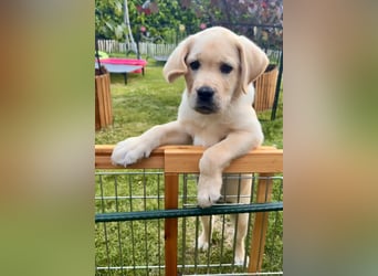 Goldig gelber Labrador-Rüde sucht noch ein liebevolles Zuhause