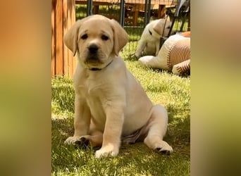 Goldig gelber Labrador-Rüde sucht noch ein liebevolles Zuhause