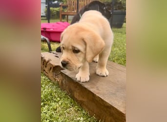 Goldig gelber Labrador-Rüde sucht noch ein liebevolles Zuhause