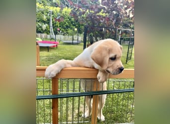 Goldig gelber Labrador-Rüde sucht noch ein liebevolles Zuhause