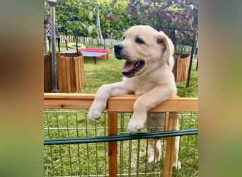 Goldig gelber Labrador-Rüde sucht noch ein liebevolles Zuhause