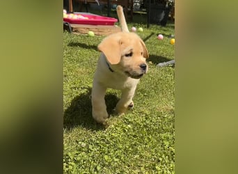 Goldig gelber Labrador-Rüde sucht noch ein liebevolles Zuhause