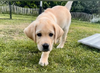 Goldig gelber Labrador-Rüde sucht noch ein liebevolles Zuhause