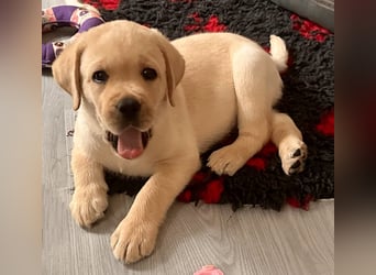 Goldig gelber Labrador-Rüde sucht noch ein liebevolles Zuhause