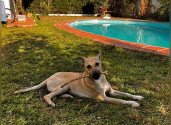 Bollo