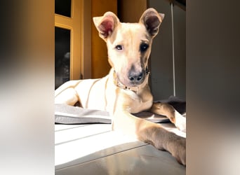 Bollo