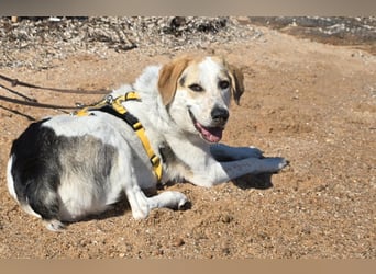 Anouk: ihr Traum: ein Zuhause im großen Rudel