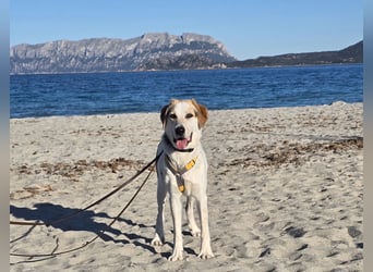 Anouk: ihr Traum: ein Zuhause im großen Rudel