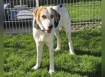 Anouk: besonderer Hund für besondere Menschen