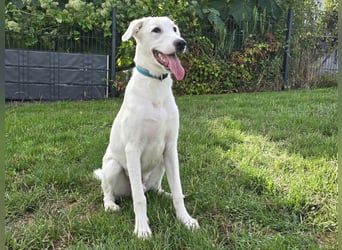 Seppiolino: Traumhund für aktive Menschen