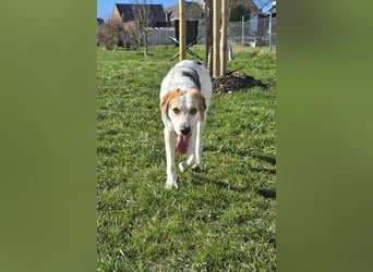 Anouk: besonderer Hund für besondere Menschen