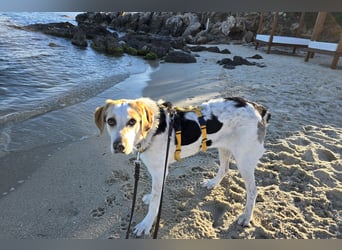 Anouk: ihr Traum: ein Zuhause im großen Rudel