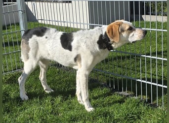 Anouk: besonderer Hund für besondere Menschen