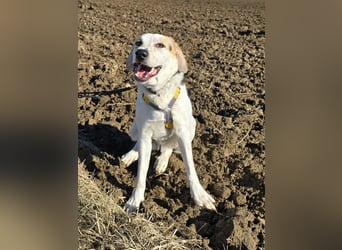 Anouk: besonderer Hund für besondere Menschen