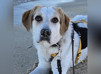 Anouk: ihr Traum: ein Zuhause im großen Rudel