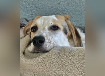 Anouk: besonderer Hund für besondere Menschen