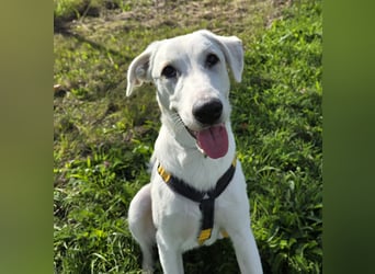 Seppiolino: Traumhund für aktive Menschen