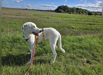 Seppiolino: Traumhund für aktive Menschen