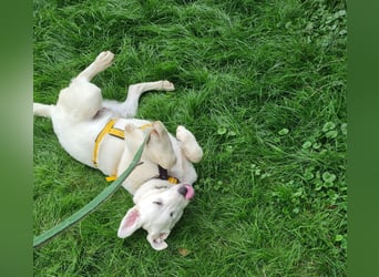 Seppiolino: Traumhund für aktive Menschen