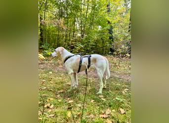 Lucy – Treue Seele mit großem Herz sucht ihr Zuhause!